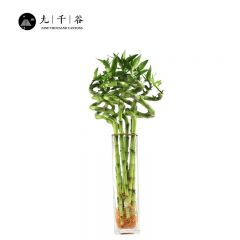 九千谷 富贵竹10根 弯竹转运竹开运竹水培水养办公室内客厅盆栽绿色绿植好养花卉植物盆景 50cm高不含瓶8072